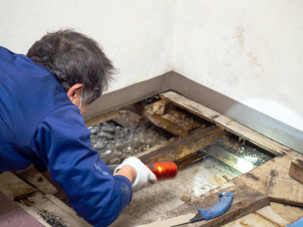 Best Mold Remediation Services  in Tustin, CA