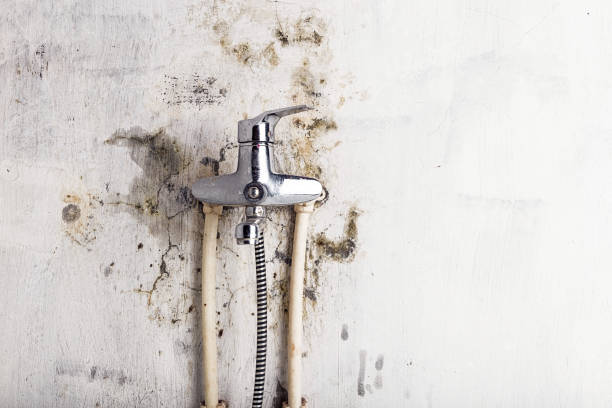 Best Affordable Mold Removal  in Tustin, CA