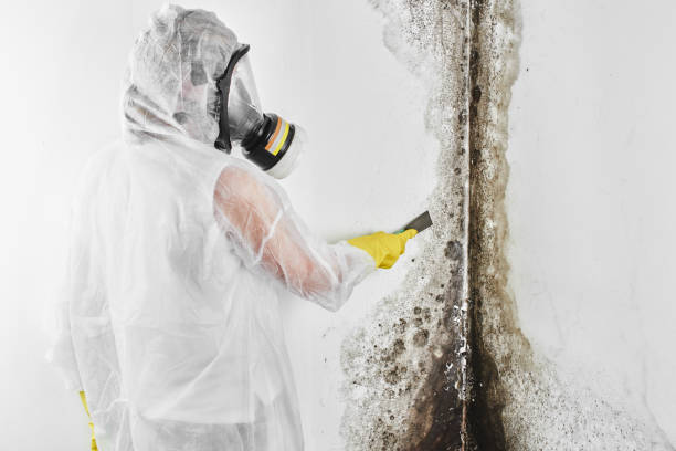 Best Mold Testing  in Tustin, CA