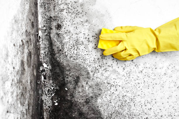 Best Mold Damage Repair  in Tustin, CA