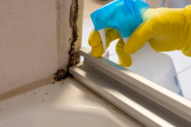Best Emergency Mold Removal  in Tustin, CA