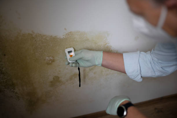 Trusted Tustin, CA Mold Removal Experts