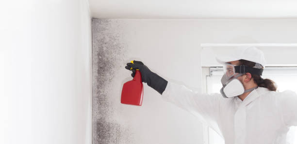 Best Mold Removal Company Near Me  in Tustin, CA