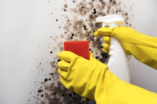 Trusted Tustin, CA Mold Removal Experts