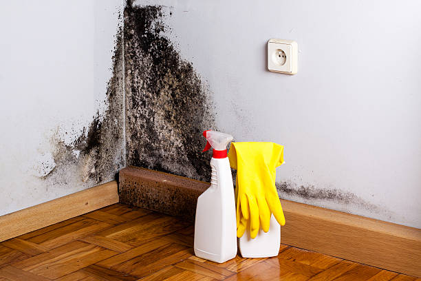 Best Same-Day Mold Removal  in Tustin, CA