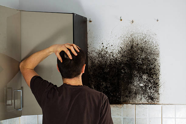 Best Black Mold Removal  in Tustin, CA