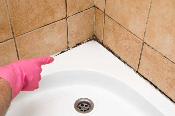  Tustin, CA Mold Removal Pros