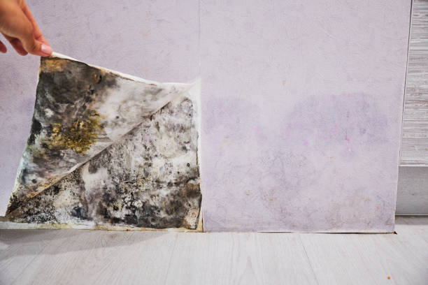 Office Mold Removal Services in Tustin, CA